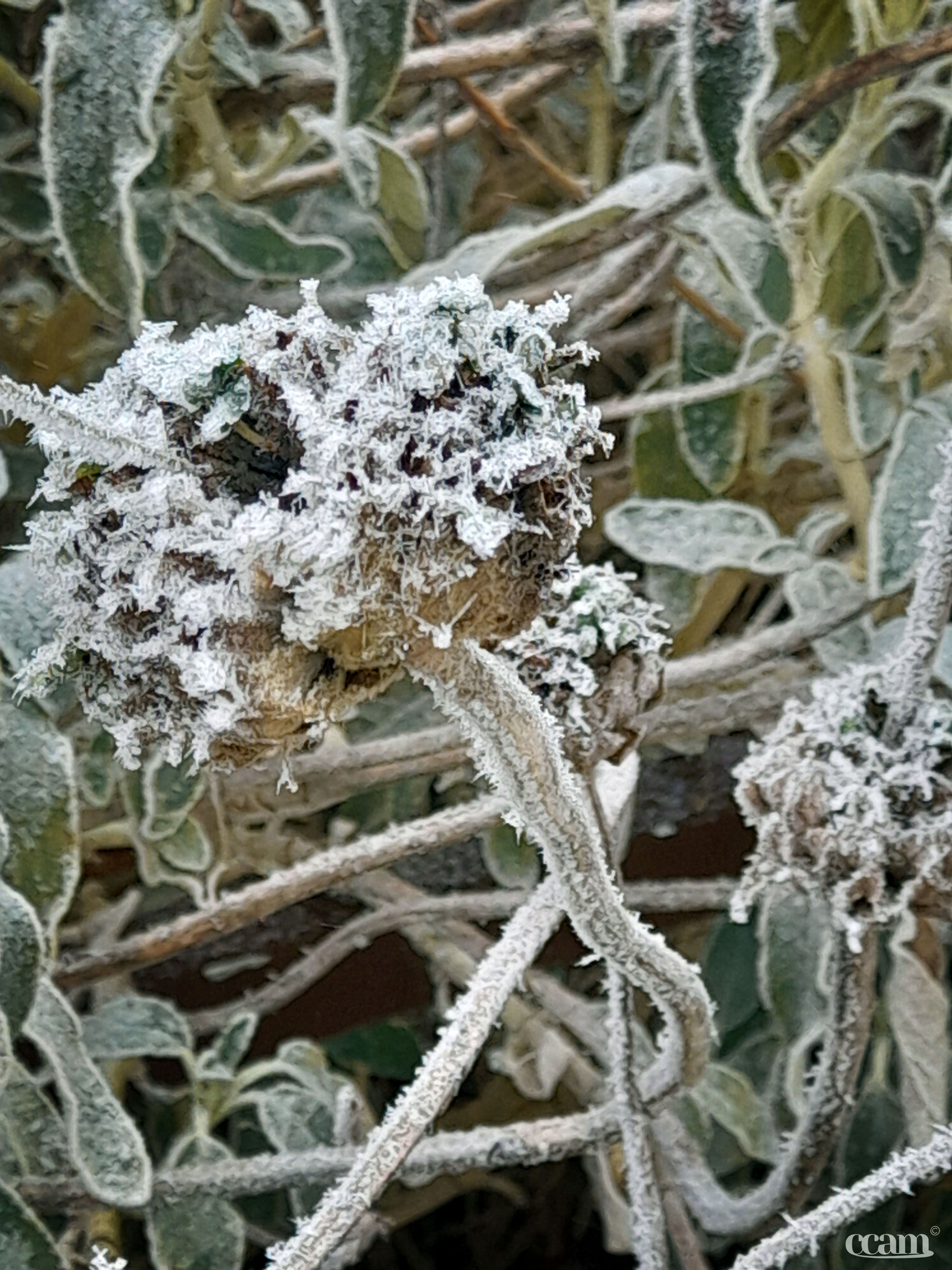 Neige et givre dans le Migennois