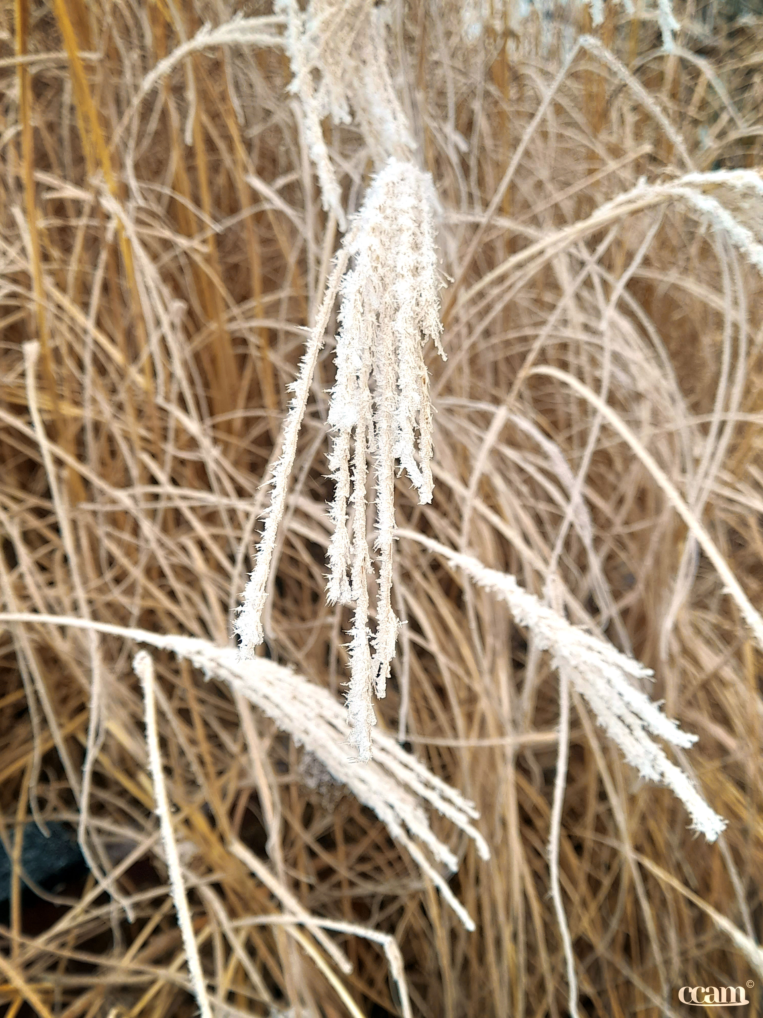 Neige et givre dans le Migennois