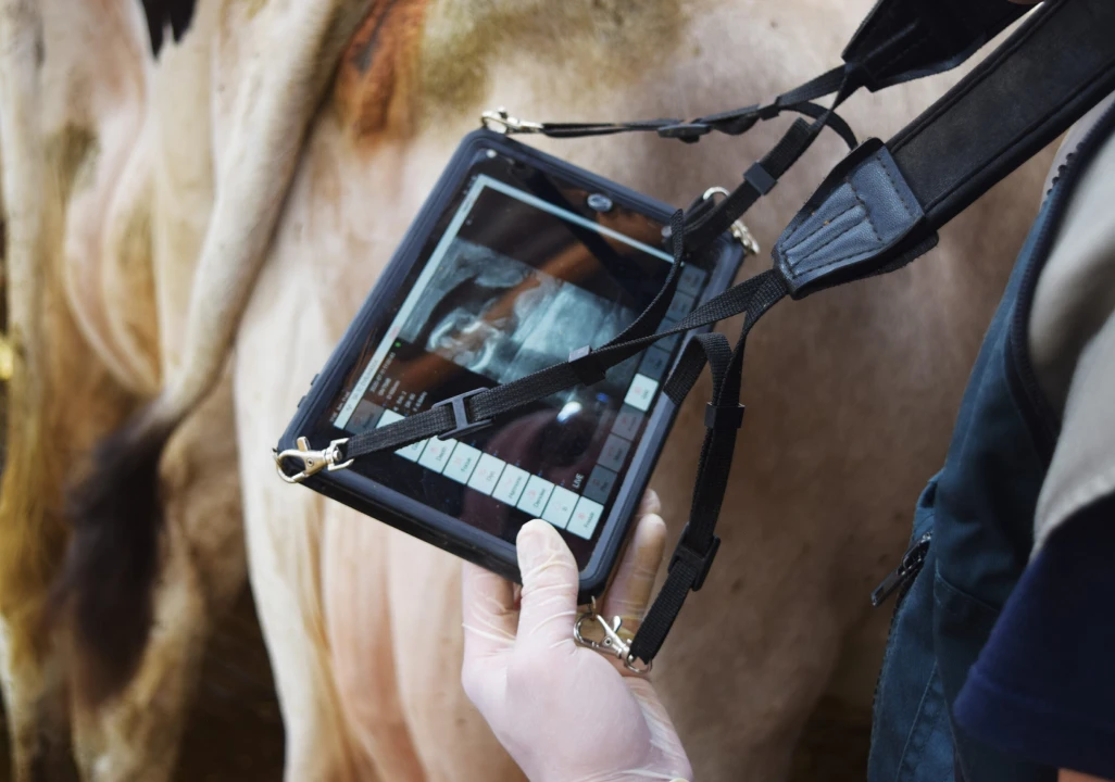 Système d'écographie pour les vaches