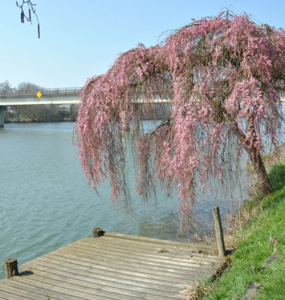 Photo de la commune de Laroche Saint Cydroine